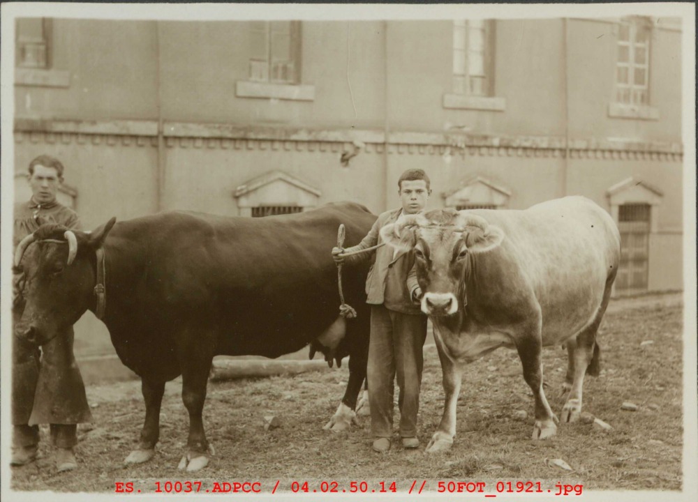 Dos pastores con dos vacas fente al Hospital Provincial