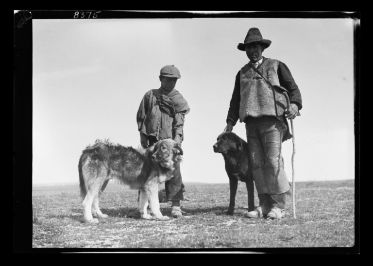 Dos pastores y dos perros