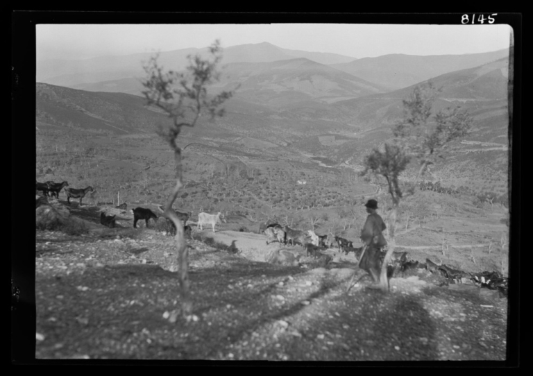 El cabrero y el rebaño de cabras camino del pasto
