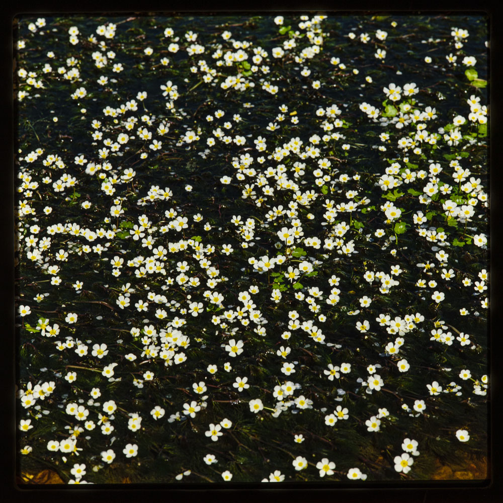 Flores en un río en primavera · Luis Agromayor