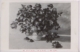 Fotografía del cuadro Rosas, 1957