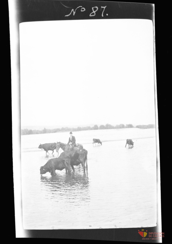 Ganado bovino en el río Tiétar