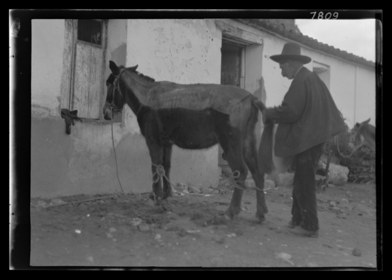 Gitano esquilando la cola de una mula