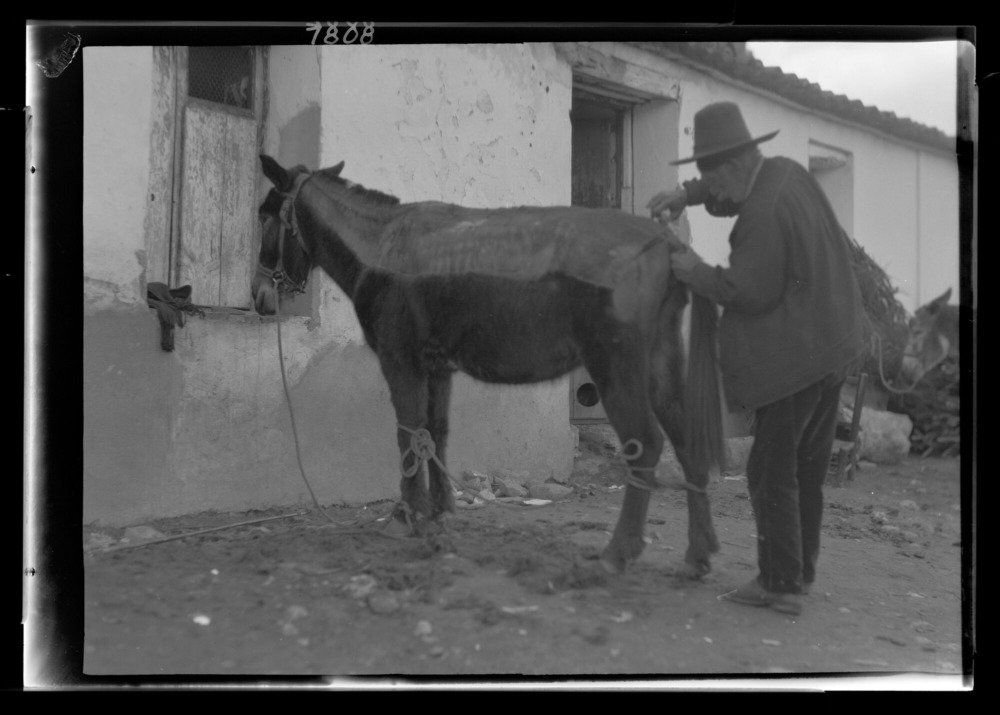Gitano esquilando un dibujo en el lomo de una mula