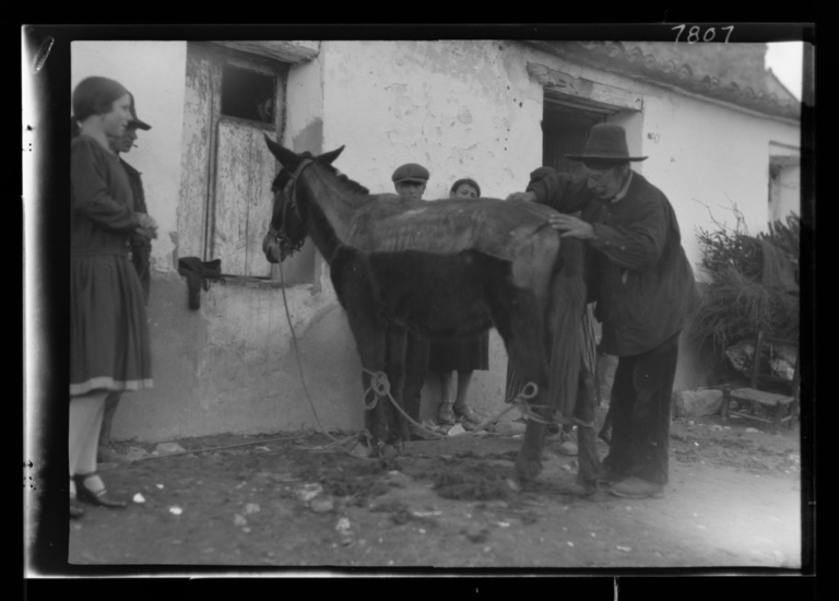 Gitano esquilando una mula