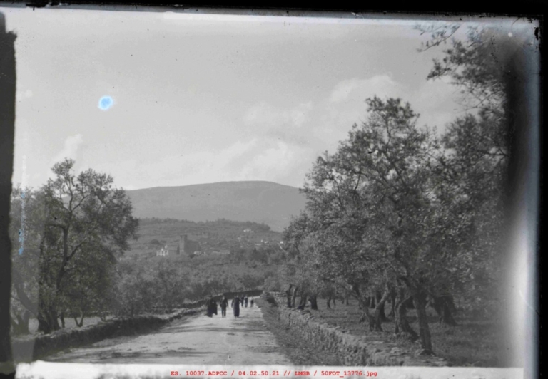 Grupo de personas caminando entre olivares