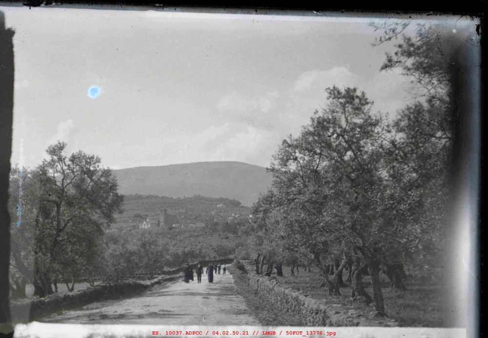 Grupo de personas caminando entre olivares