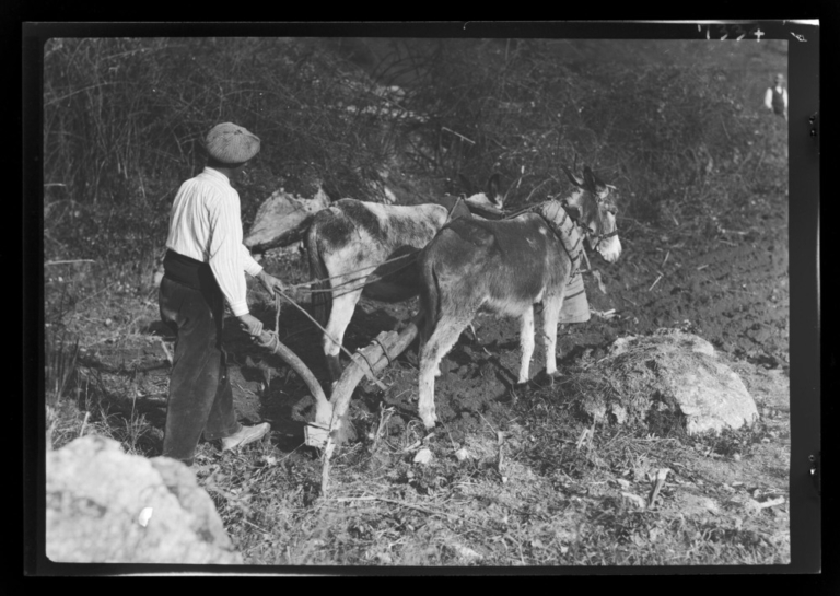 Hombre arando con burros