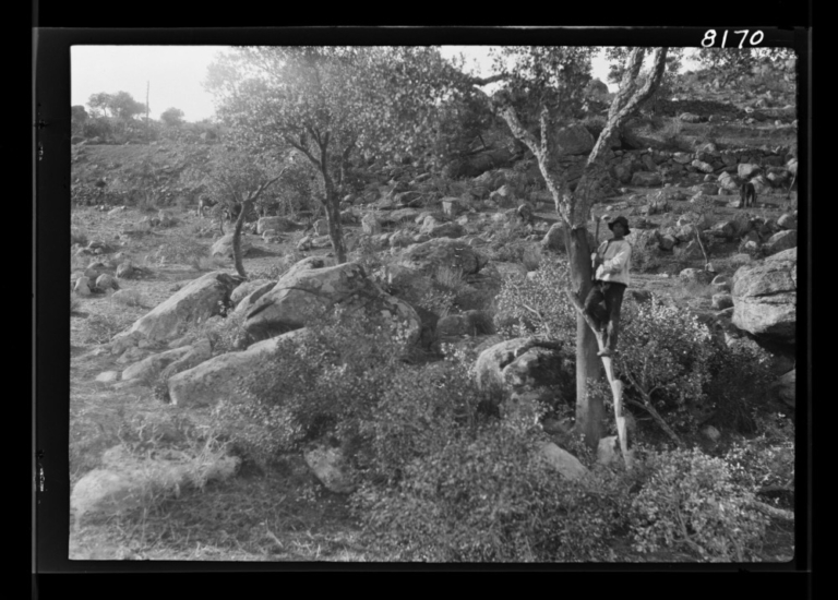 Hombre cortando ramas de un árbol