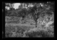 Hombre cortando ramas de un árbol · Ruth Matilda Anderson, 1928