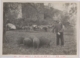 Hombre echando de comer a los cerdos, 1960