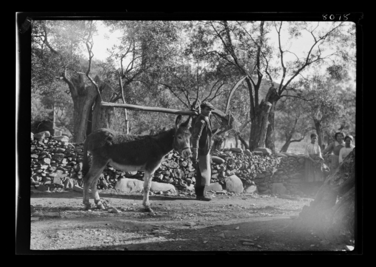 Hombre llevando al hombro un arado de madera