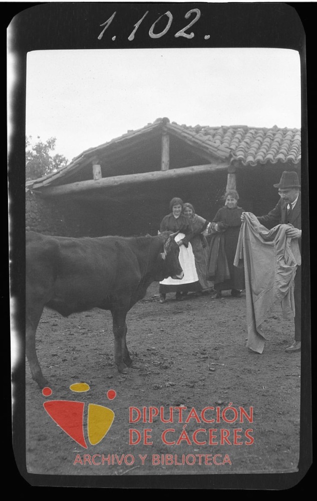 Hombre toreando una novilla