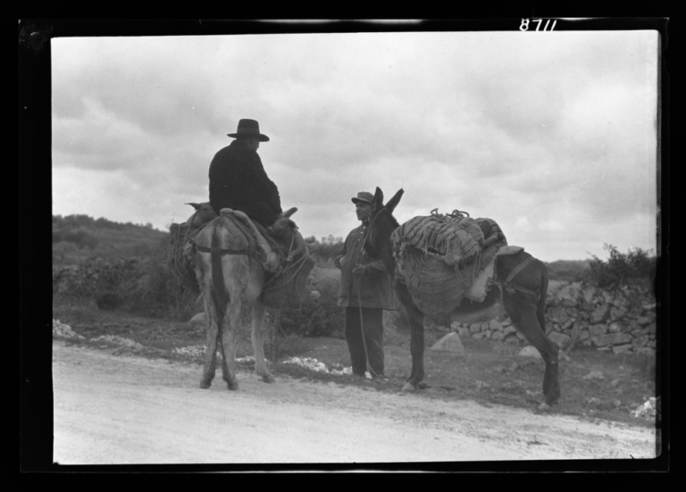 Hombre transportando cerdos