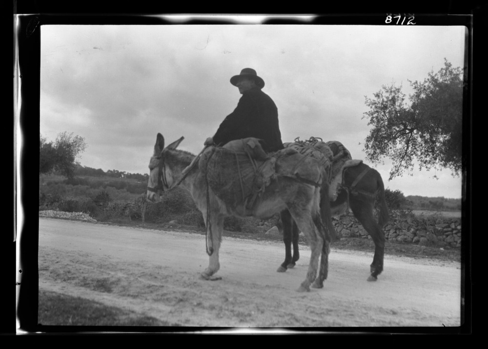 Hombre transportando cerdos