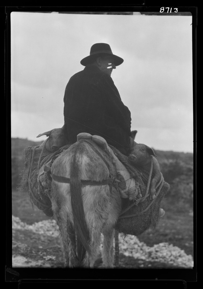 Hombre transportando cerdos