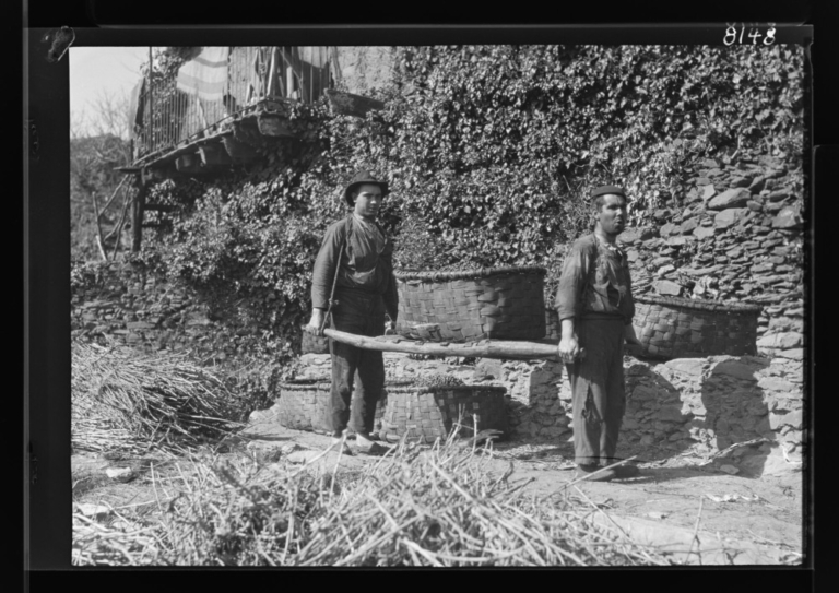 Hombres llevando aceitunas maduras en un cesto sobre unas