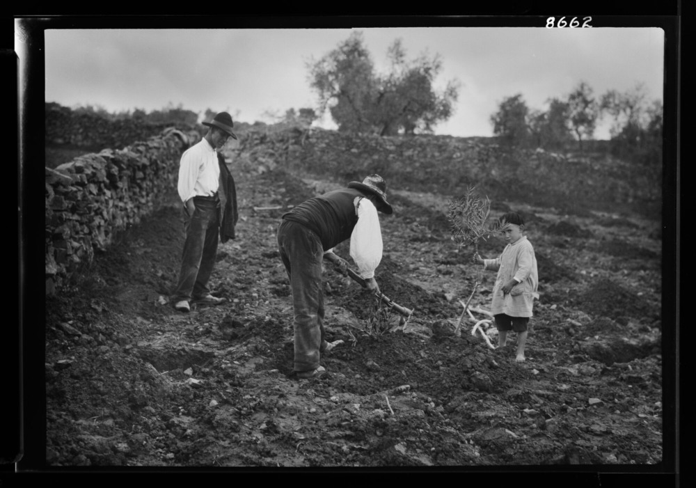 Hombres plantando olivos
