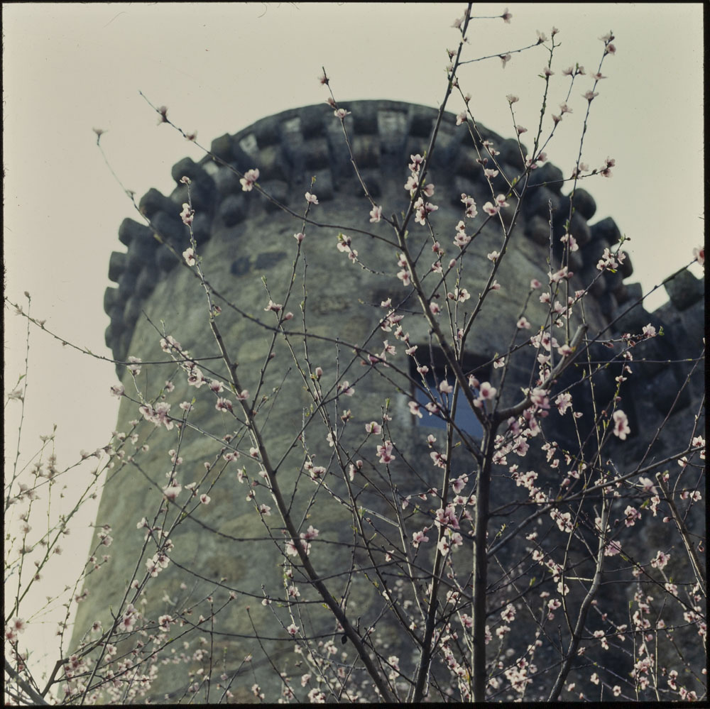 Jarandilla. Ciruelo en flor y torre del homenaje del castillo