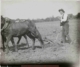 Labrador arando con yunta, 1920