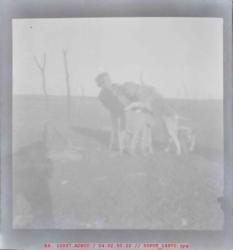 Mujer con perros