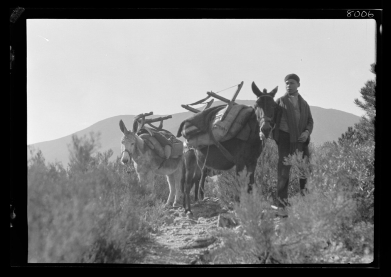 Niño con un burro y una mula