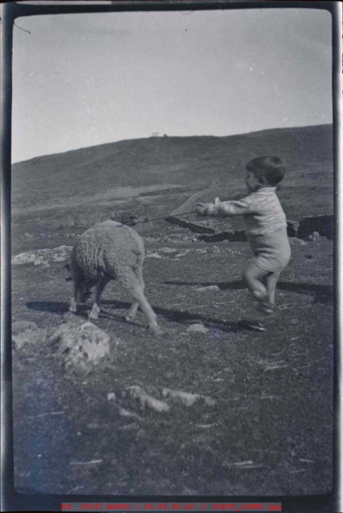Niño y oveja