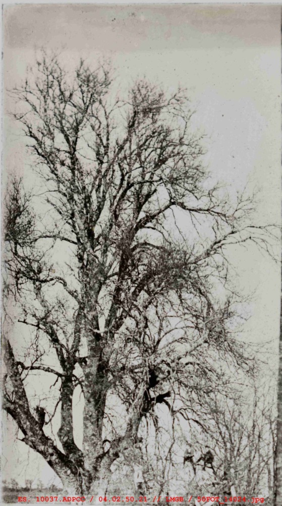 Niños subidos a un árbol
