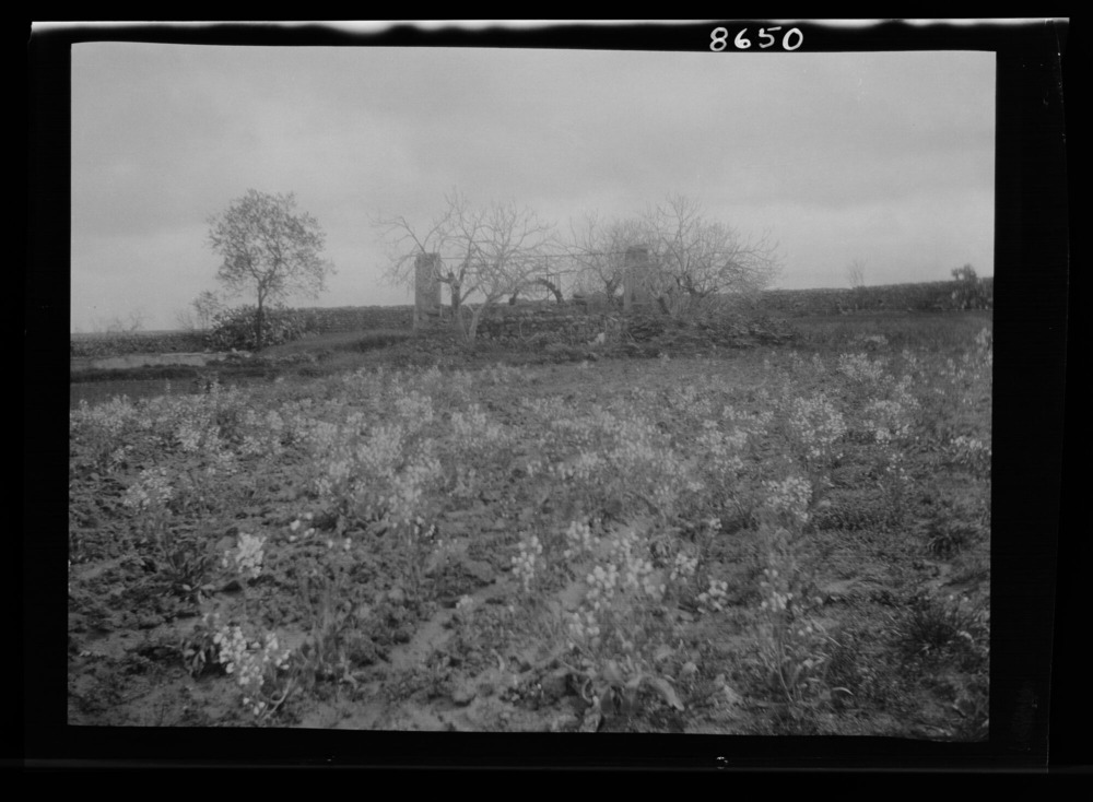 Noria: vista lejana