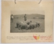 Ovejas y moruecos de raza merina blanca: tercer premio · Julián Perate Barroeta, 1920