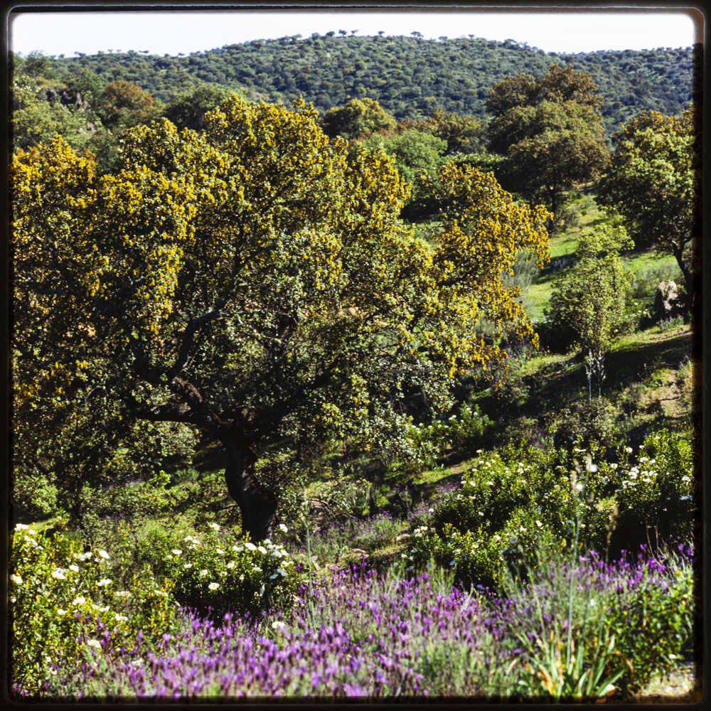 Paisaje de la sierra de Montánchez. Espliego y encinas