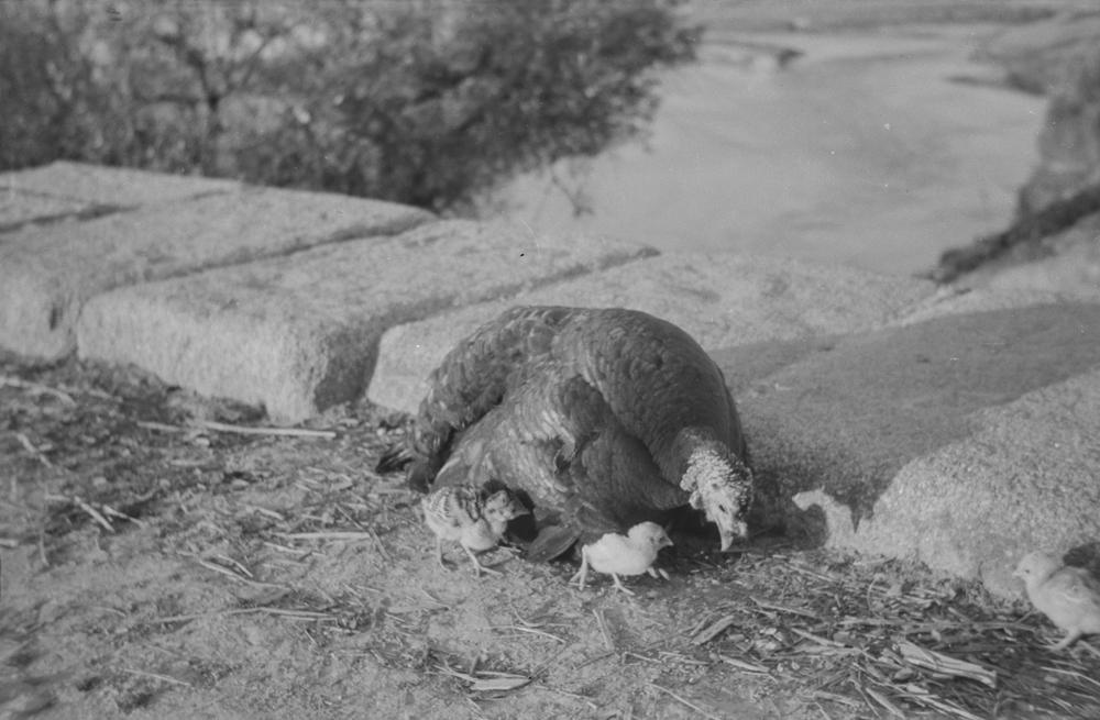 Pava sentada junto a sus polluelos en el campo