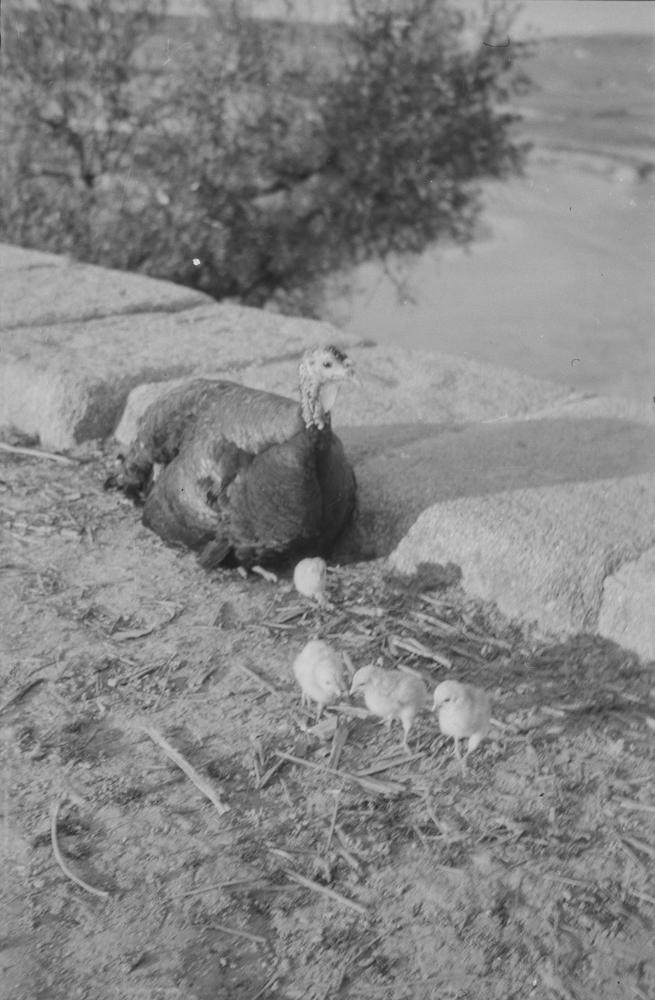 Pava y polluelos en el campo