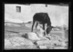 Perro pastor y burro · Ruth Matilda Anderson, 1928