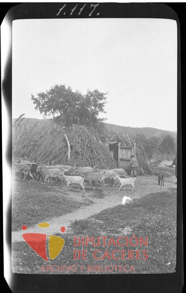 Rebaño de cabras