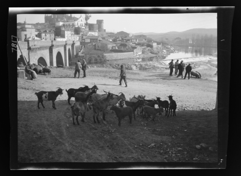 Rebaño de cabras ante el puente de Trujillo y la catedral
