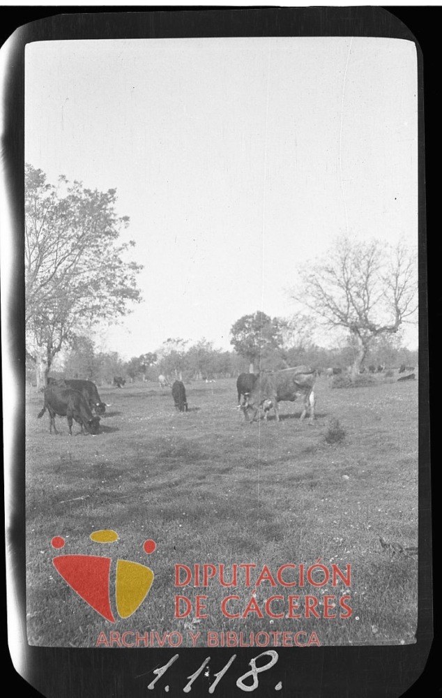 Rebaño de vacas