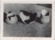 Restos de urnas funerarias, 1959