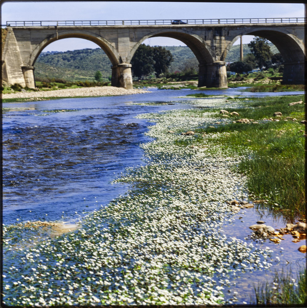 Río Almonte en primavera · Luis Agromayor