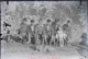 Seis adolescentes, niño y perro, 1931