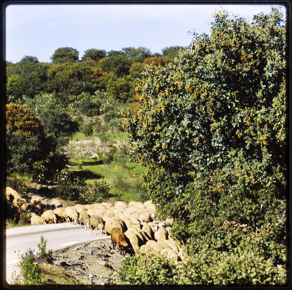 Sierra de Montánchez. Oveja merina trasumante sic