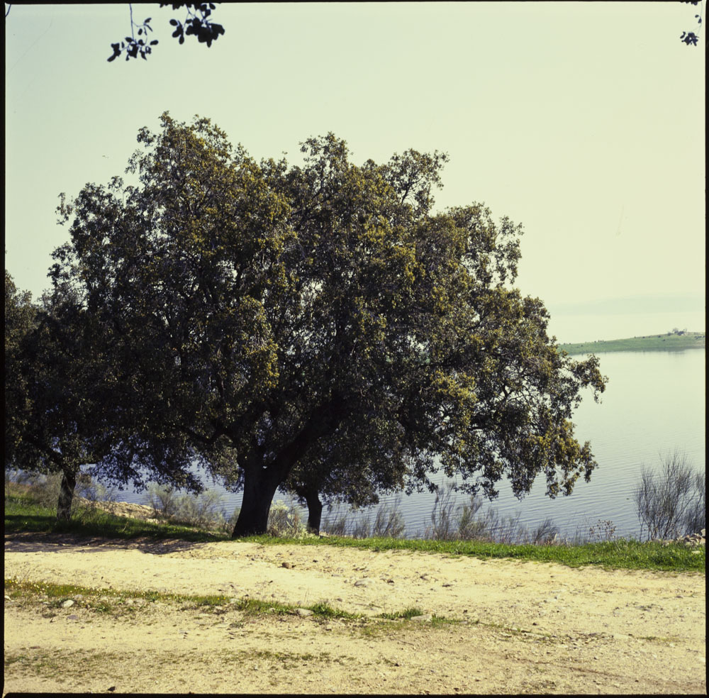 Talavera la Vieja. Embalse de Valdecañas. Encina