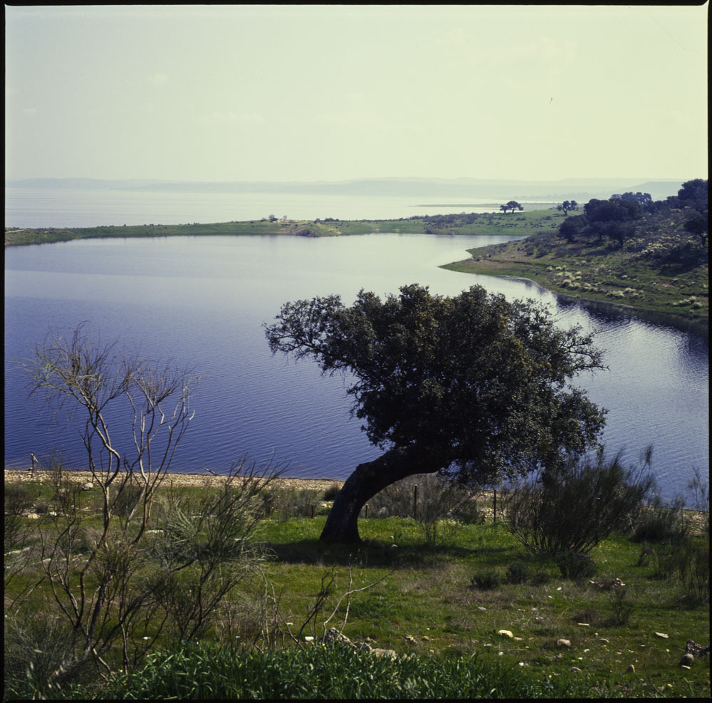 Talavera la Vieja. Embalse de Valdecañas. Encina