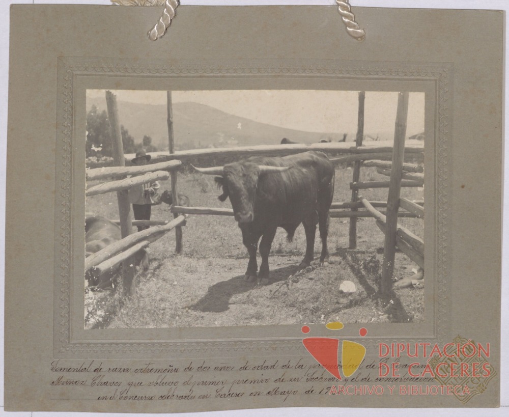 Toro de dos años de raza extremeña: primer premio