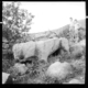 Toro de piedra · Carlos Callejo Serrano, 1960