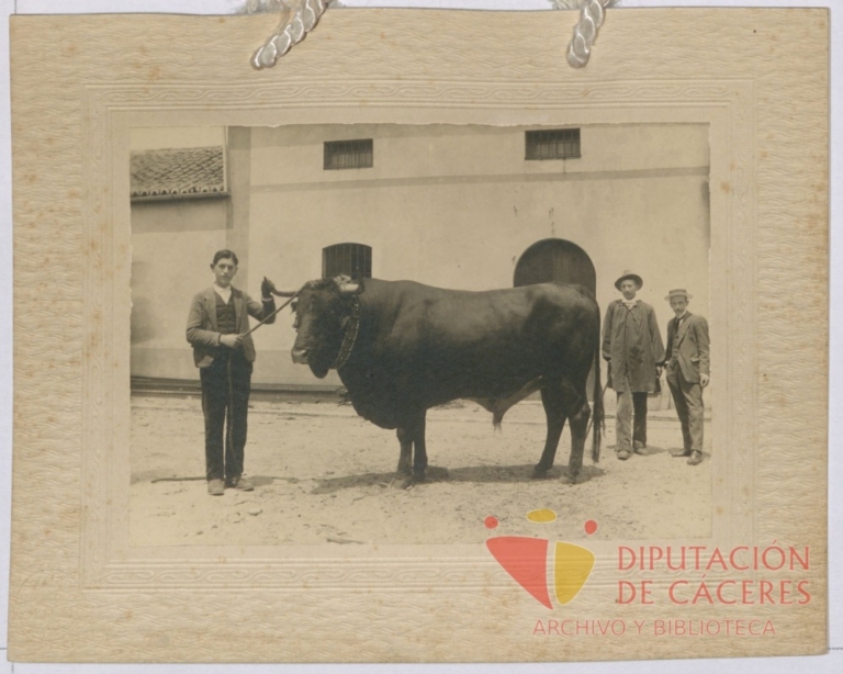 Toro de raza extremeña: tercer premio