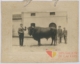Toro de raza extremeña: tercer premio · Javier García Téllez, 1920