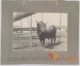 Toro de raza extremeña: tercer premio · Javier García Téllez, 1920