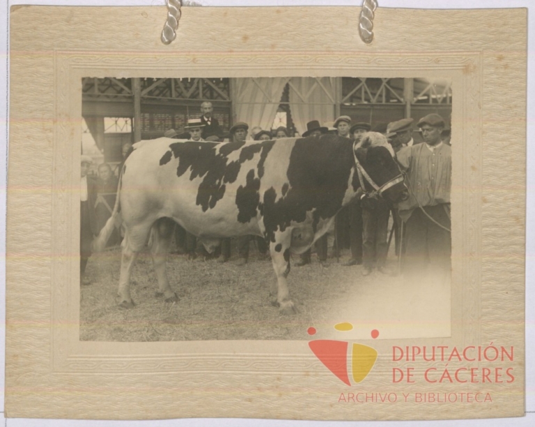 Toro de raza holandesa: tercer premio