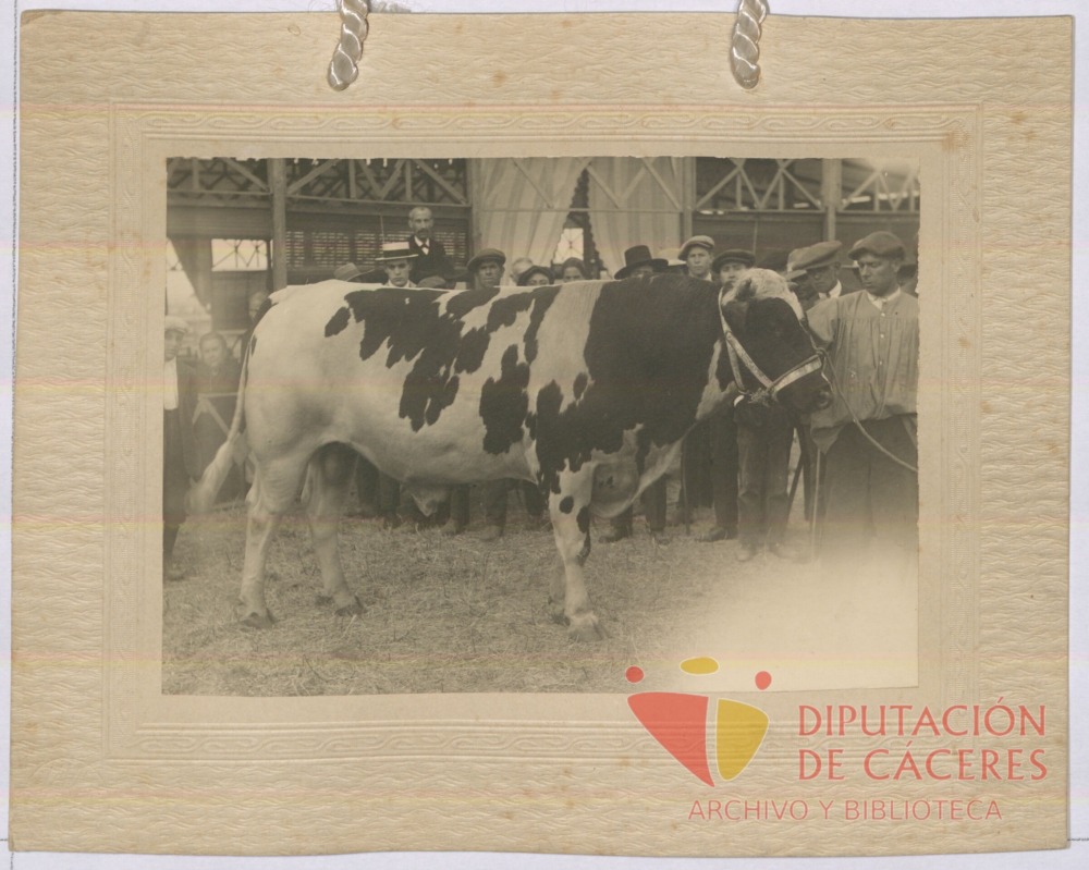 Toro de raza holandesa: tercer premio